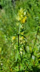 Rhinanthus serotinus