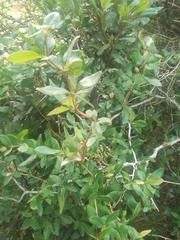 Berberis laurina