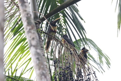 Pteroglossus castanotis