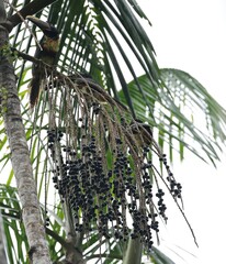 Pteroglossus castanotis