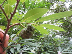 Annona maritima
