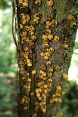 Apodanthes caseariae