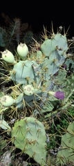 Opuntia stricta