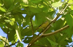 Leiothlypis ruficapilla