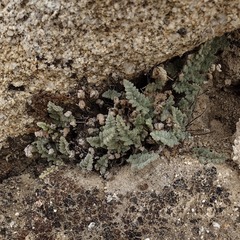 Myriopteris parryi