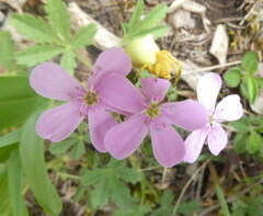 Saponaria ocymoides