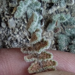 Myriopteris parryi