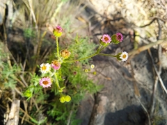 Erigeron apiculatus