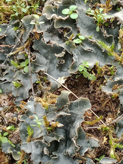 Peltigera rufescens