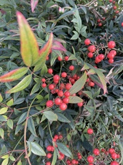 Nandina