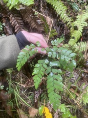 Adiantum cunninghamii