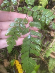Adiantum cunninghamii