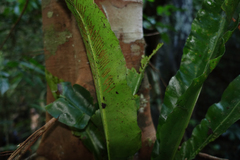 Asplenium serratum