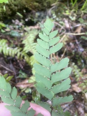 Adiantum cunninghamii