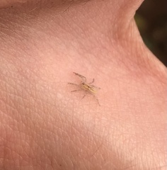 Arachosia praesignis