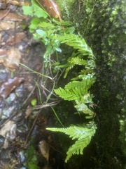 Notogrammitis heterophylla