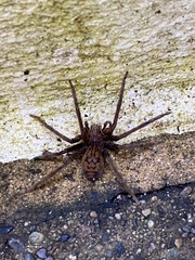 Cupiennius coccineus