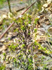 Arcytophyllum thymifolium