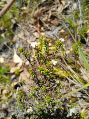 Arcytophyllum thymifolium