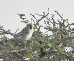 Passer rufocinctus