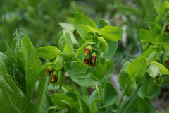 Cerinthe glabra