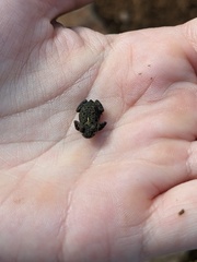 Poyntonophrynus fenoulheti