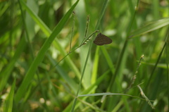 Hermeuptychia hermes