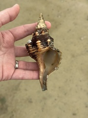 Triplofusus giganteus