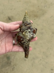 Triplofusus giganteus