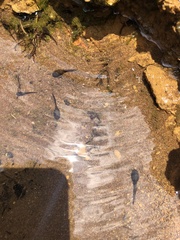 Poyntonophrynus fenoulheti