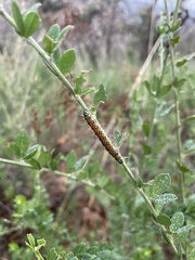 Uresiphita reversalis