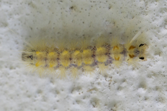 Lophocampa