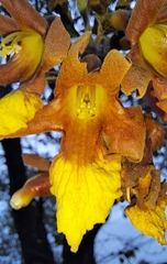 Gmelina arborea
