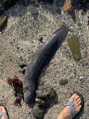 Cebidichthys violaceus