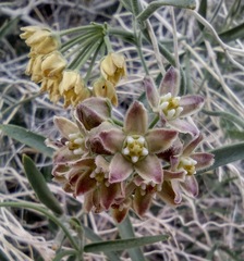 Funastrum hirtellum