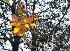 Gmelina arborea