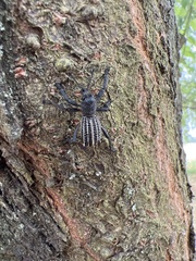 Aegorhinus albolineatus