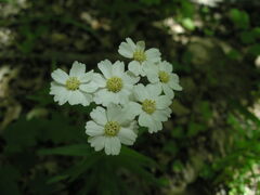 Achillea biserrata