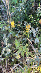 Medicago falcata