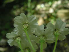 Achillea biserrata