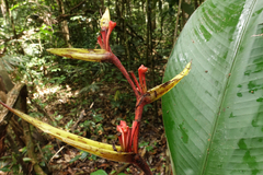 Heliconia richardiana