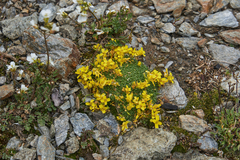 Draba rigida
