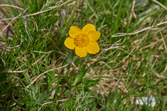 Anemonastrum speciosum
