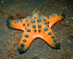 Protoreaster nodosus