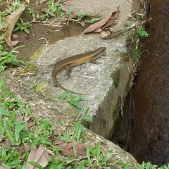Eutropis multifasciata