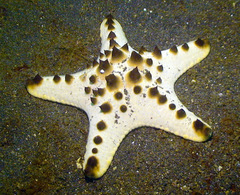 Protoreaster nodosus