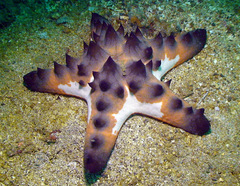 Protoreaster nodosus