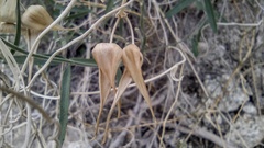 Funastrum hirtellum