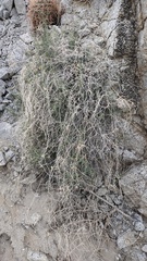 Funastrum hirtellum