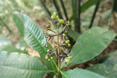 Palicourea violacea